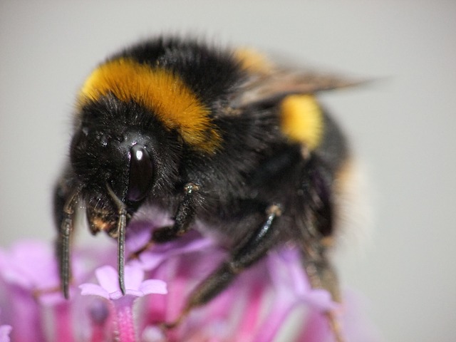 En humla i närbild som sitter på en rosa blomma.