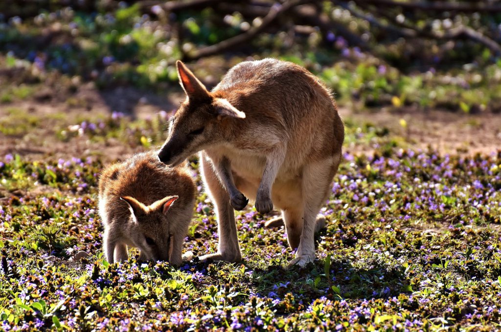 Kängurumamman nosar på sitt barn i ett soligt Australien.