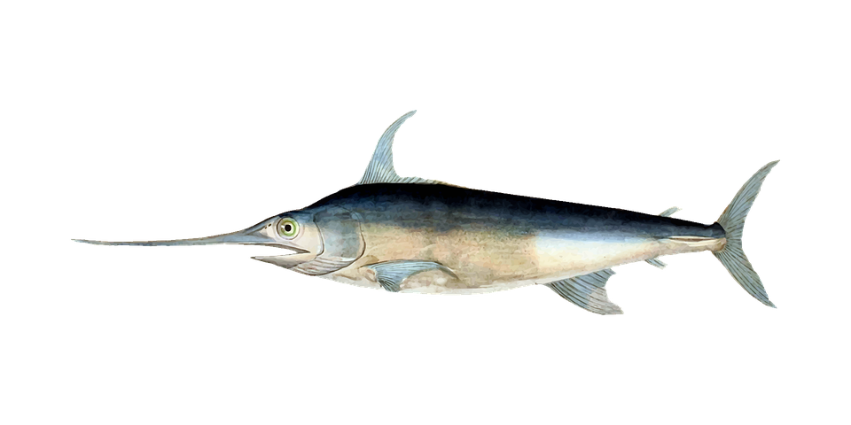 En svärdfisk.