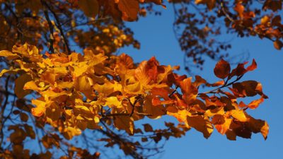 En gren med gula löv. I bakgrunden syns en blå himmel.