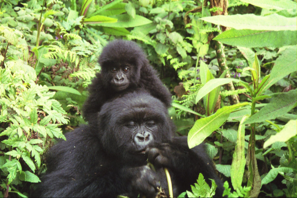 Bergsgorillor.