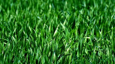 snart kan människor kanske äta gräs.